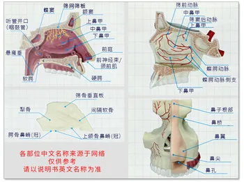 puzzle de asamblare jucarii, modele anatomice ale omului nazale organe, în învățământul medical DIY populare instrumente de stiinta